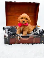 Sandy, a female Cavapoo for sale in Statesville, NC – 2 of 10