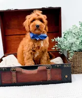 Paulie, a male Miniature Goldendoodle for sale in Statesville, NC – 2 of 10