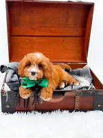 Stewart, a male Cavapoo for sale in Statesville, NC – 8 of 10