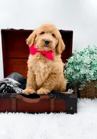 Ginger, a female Goldendoodle for sale in Statesville, NC – 2 of 10