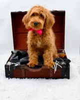 Amy, a female Miniature Goldendoodle for sale in Statesville, NC – 5 of 10