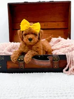 Alice, a female Miniature Goldendoodle for sale in Statesville, NC – 3 of 10