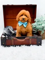 Edwin, a male Miniature Goldendoodle for sale in Statesville, NC – 3 of 10
