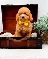 Piper, a female Miniature Goldendoodle for sale in Statesville, NC – 10 of 10