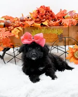 Tala, a female Cavapoo for sale in Statesville, NC – 9 of 10