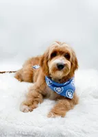 Andy, a male Miniature Goldendoodle for sale in Statesville, NC – 3 of 10
