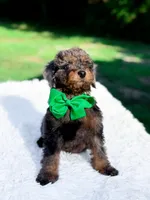 Ollie, a male Miniature Bernedoodle for sale in Statesville, NC – 6 of 10