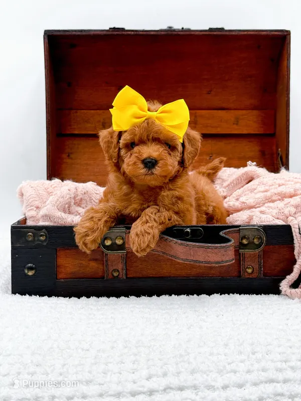 Alice – Miniature Goldendoodle puppy for sale in Statesville, NC