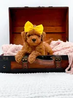 Alice, a female Miniature Goldendoodle for sale in Statesville, NC – 9 of 10