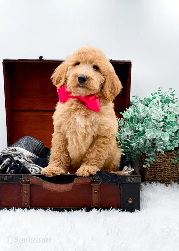 Ginger – Goldendoodle puppy for sale in Statesville, NC
