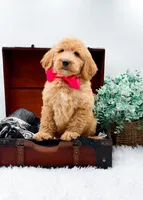 Ginger, a female Goldendoodle for sale in Statesville, NC – 1 of 10