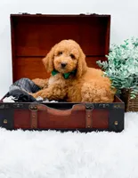 Gary, a male Goldendoodle for sale in Statesville, NC – 9 of 10