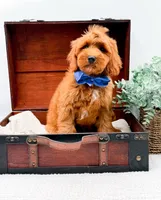 Paulie, a male Miniature Goldendoodle for sale in Statesville, NC – 6 of 10