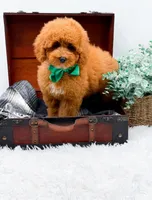 Eddie, a male Miniature Goldendoodle for sale in Statesville, NC – 6 of 10