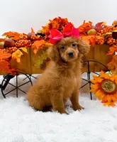 Trixie, a female Cavapoo for sale in Statesville, NC – 10 of 10