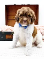 Hank-Blue Eyes, a male Bernedoodle for sale in Statesville, NC – 4 of 10