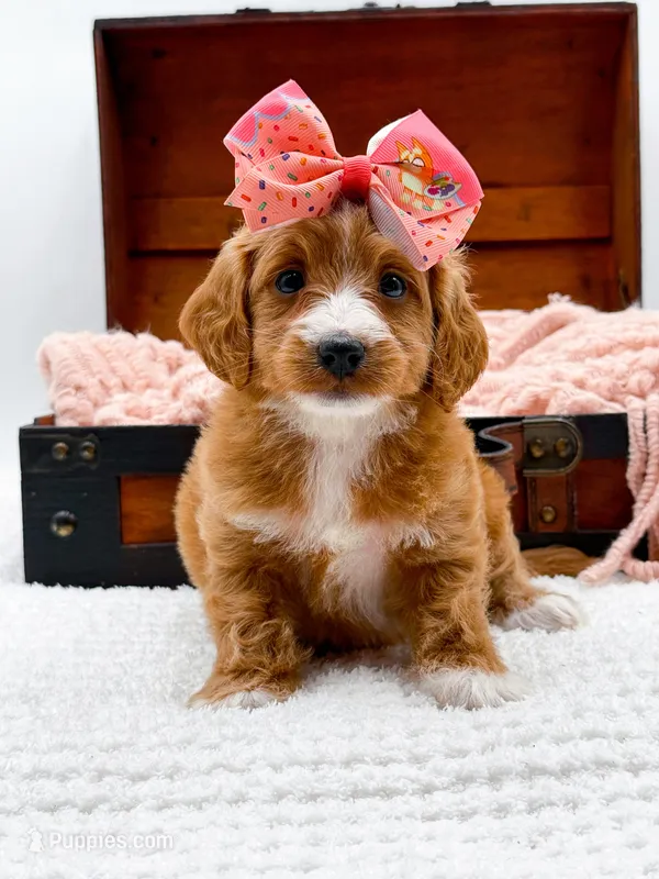 Stella – Miniature Goldendoodle puppy for sale in Statesville, NC