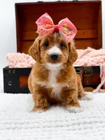 Stella, a female Miniature Goldendoodle for sale in Statesville, NC – 1 of 10