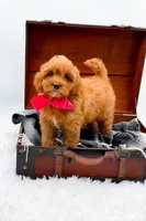 Sandy, a female Cavapoo for sale in Statesville, NC – 3 of 10