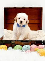 Sam, a male Miniature Goldendoodle for sale in Statesville, NC – Photo 6 of 10