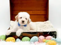 Sam, a male Miniature Goldendoodle for sale in Statesville, NC – Photo 1 of 10