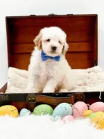 Sam, a male Miniature Goldendoodle for sale in Statesville, NC – Photo 4 of 10