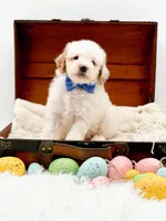 Sam, a male Miniature Goldendoodle for sale in Statesville, NC – Photo 8 of 10