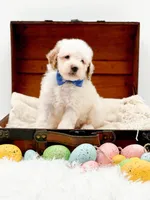 Sam, a male Miniature Goldendoodle for sale in Statesville, NC – Photo 9 of 10