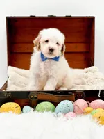 Sam, a male Miniature Goldendoodle for sale in Statesville, NC – Photo 7 of 10