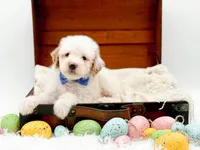 Sam, a male Miniature Goldendoodle for sale in Statesville, NC – Photo 10 of 10