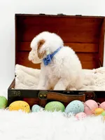 Sam, a male Miniature Goldendoodle for sale in Statesville, NC – Photo 5 of 10