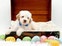 Sam, a male Miniature Goldendoodle for sale in Statesville, NC – Photo 3 of 10