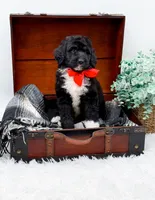 Fonzie, a male Bernedoodle for sale in Statesville, NC – 10 of 10