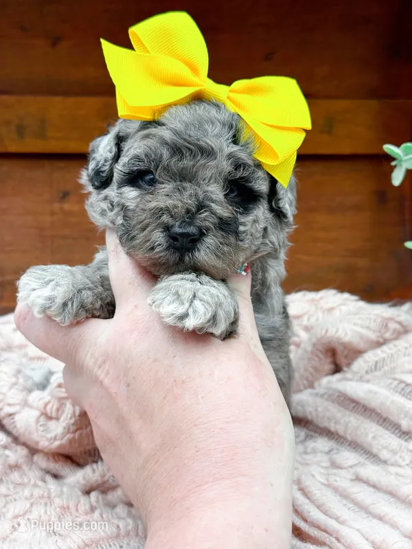 Micro Mini-Nala – Miniature Bernedoodle puppy for sale in Statesville, NC