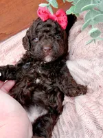 Micro Mini-Nutella, a female Miniature Bernedoodle for sale in Statesville, NC – 1 of 10