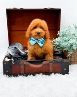 Edwin, a male Miniature Goldendoodle for sale in Statesville, NC – 6 of 10