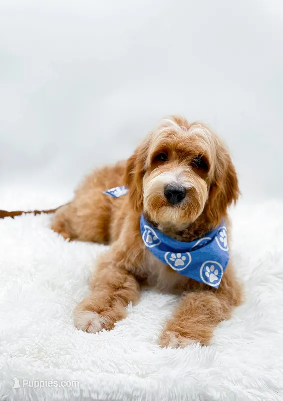Andy – Miniature Goldendoodle puppy for sale in Statesville, NC
