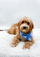 Andy, a male Miniature Goldendoodle for sale in Statesville, NC – 1 of 10