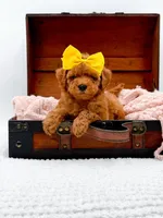 Alice, a female Miniature Goldendoodle for sale in Statesville, NC – 8 of 10