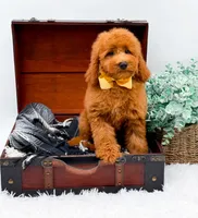 Elsie, a female Miniature Goldendoodle for sale in Statesville, NC – 9 of 9