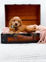 Samson, a male Miniature Goldendoodle for sale in Statesville, NC – 7 of 10