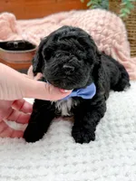 Micro Mini-Nelson, a female Miniature Bernedoodle for sale in Statesville, NC – 9 of 10