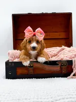 Stella, a female Miniature Goldendoodle for sale in Statesville, NC – 4 of 10