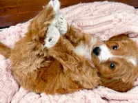 Stella, a female Miniature Goldendoodle for sale in Statesville, NC – 9 of 10