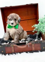 Freckles(Blue Eye), a male Bernedoodle for sale in Statesville, NC – 3 of 10