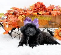 Tessa, a female Cavapoo for sale in Statesville, NC – 6 of 10