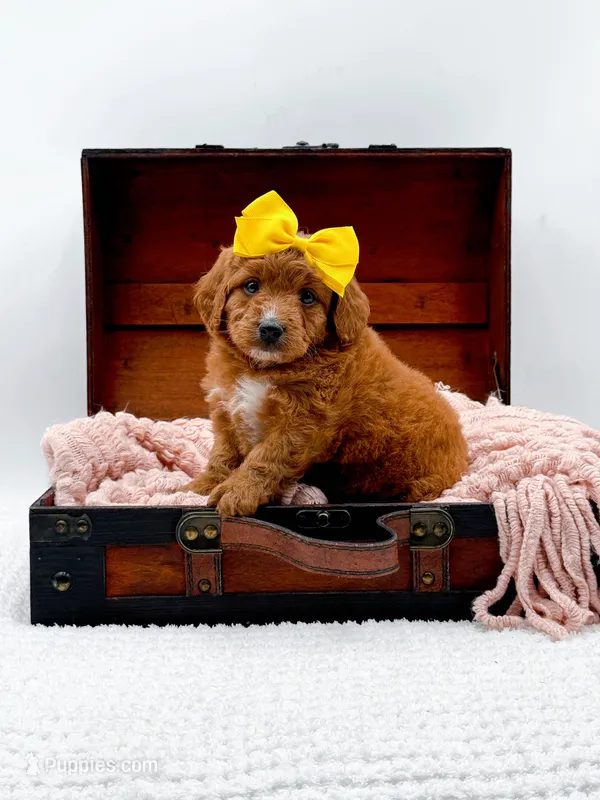 Sally – Miniature Goldendoodle puppy for sale in Statesville, NC