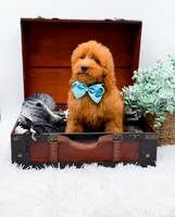 Edwin, a male Miniature Goldendoodle for sale in Statesville, NC – 4 of 10