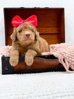 Holly, a female Bernedoodle for sale in Statesville, NC – 3 of 10