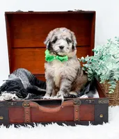 Franklin, a male Bernedoodle for sale in Statesville, NC – 2 of 10